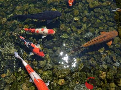 夢到自己抓魚 抓到了魚是什麼解釋 周公解夢 八字佬