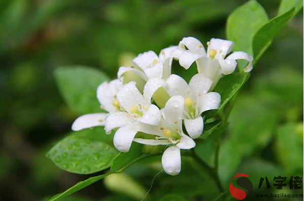 家里千萬不能養的6種花，望周知