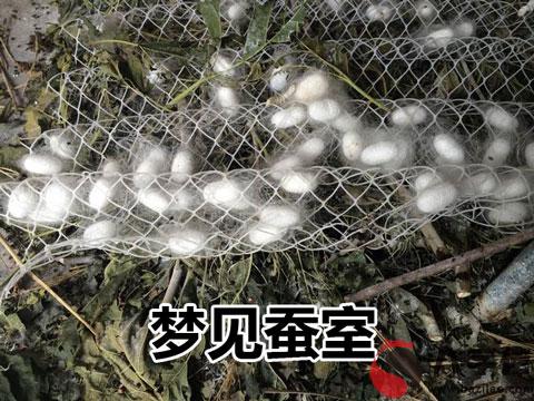 做夢夢見蠶室怎麼回事 有什麼征兆