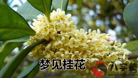 夢見桂花 月桂花什麼意思 是好兆頭嗎