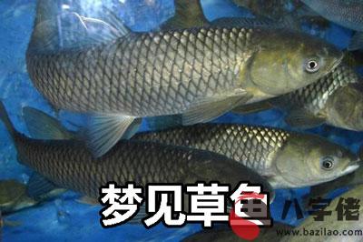 做夢夢見草魚怎麼回事 是好兆頭嗎