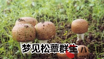 夢見松蕈群生什麼意思 是好兆頭嗎