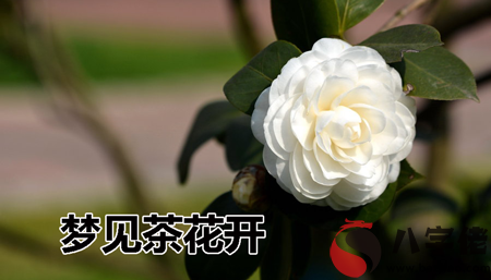 夢見茶花開什麼意思 有什麼預兆