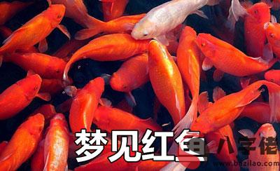 夢見紅魚什麼意思 是好兆頭嗎