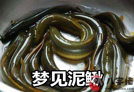 夢到泥鰍怎麼回事 是好兆頭嗎