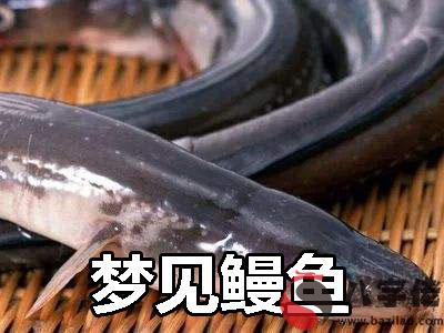 做夢夢見鰻魚是什麼征兆 說明什麼