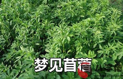 夢到苜蓿什麼意思 有什麼預兆