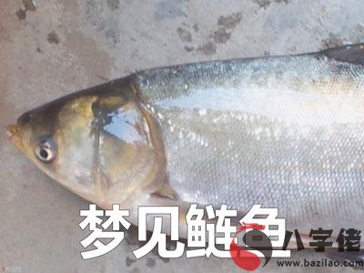 做夢夢見鰱魚怎麼回事 有什麼征兆