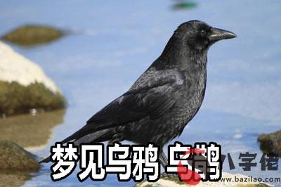 夢到烏鴉 烏鵲什麼意思 有什麼預兆