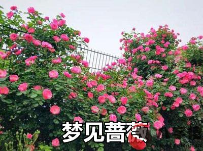 做夢薔薇怎麼回事 有什麼征兆