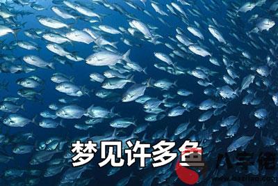 夢到許多魚怎麼回事 有什麼征兆