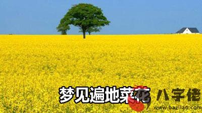 夢到遍地菜花是什麼征兆 說明什麼