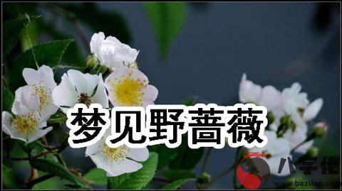 做夢夢見野薔薇怎麼回事 有什麼征兆