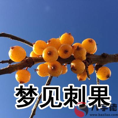 夢見刺果怎麼回事 有什麼征兆