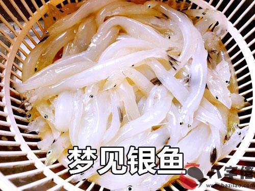 做夢夢見銀魚怎麼回事 是好兆頭嗎