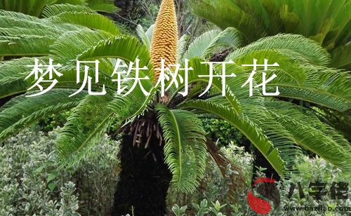 夢到鐵樹開花怎麼回事 有什麼征兆