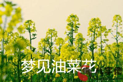 夢見油菜花什麼意思 有什麼預兆