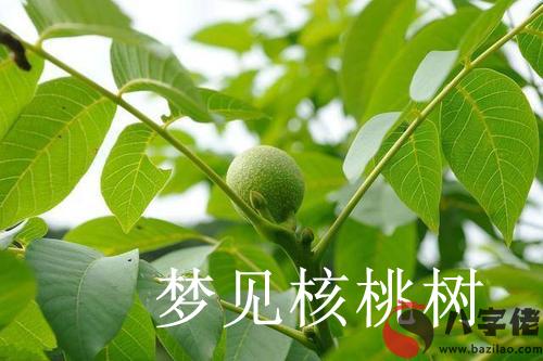 夢到核桃樹怎麼回事 有什麼征兆