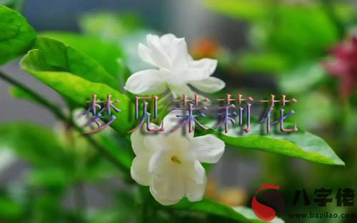 做夢夢到茉莉什麼意思 有什麼預兆