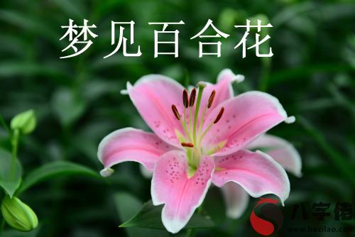 做夢夢見百合花什麼意思 是好兆頭嗎