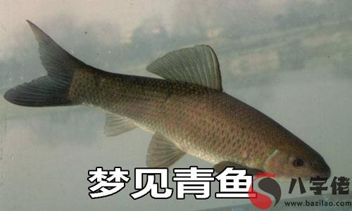 夢見青魚是什麼征兆 說明什麼