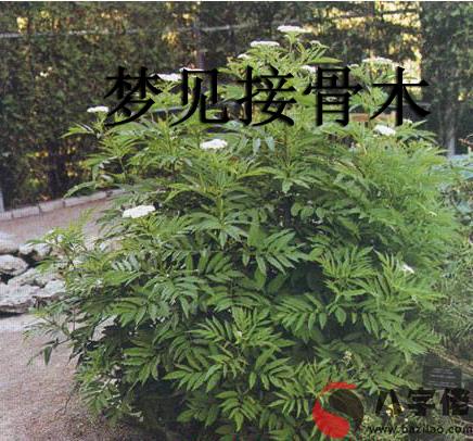 夢見接骨木怎麼回事 有什麼征兆