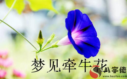 做夢夢見牽牛花怎麼回事 有什麼征兆