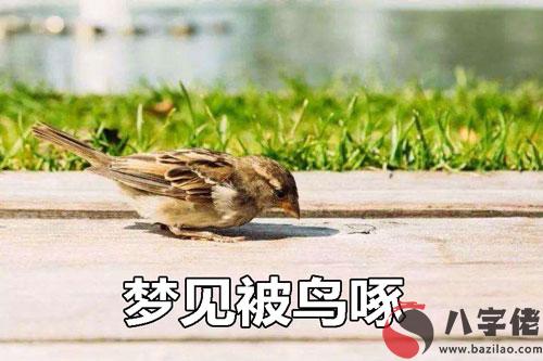 夢見被鳥啄怎麼回事 是好兆頭嗎