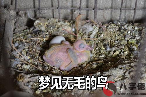 夢見無毛的鳥是什麼征兆 說明什麼