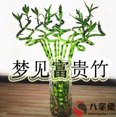 做夢富貴竹怎麼回事 有什麼征兆