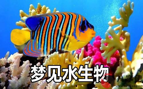 夢見水生物什麼意思 有什麼預兆