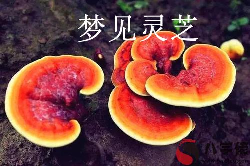 做夢夢到靈芝怎麼回事 有什麼征兆