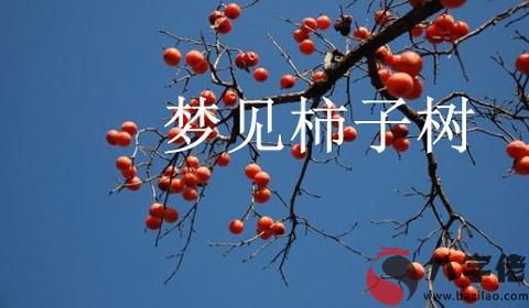 夢到柿子樹什麼意思 有什麼預兆