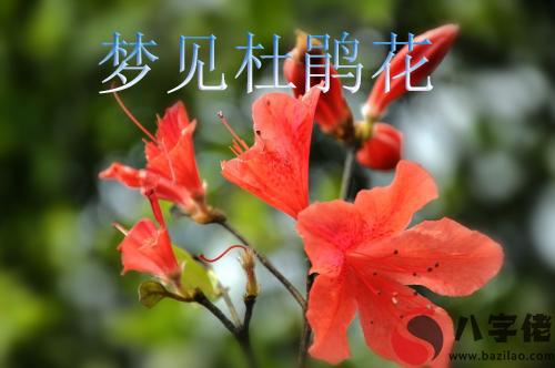 夢見杜鵑花怎麼回事 有什麼征兆