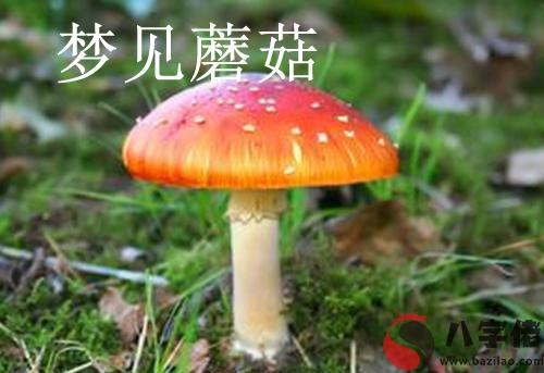 夢到蘑菇是不好的征兆嗎 要注意什麼