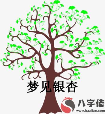 夢見銀杏什麼意思 有什麼預兆