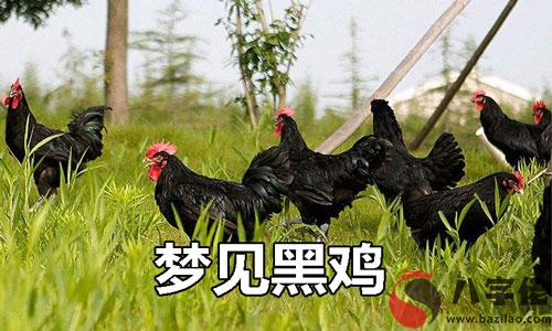 夢見黑雞是什麼征兆 說明什麼