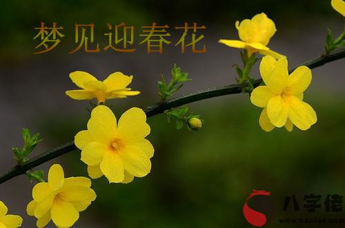 夢見迎春花什麼意思 有什麼預兆