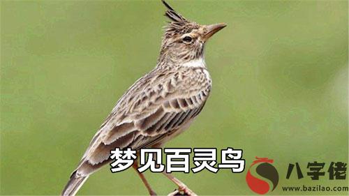 做夢夢見百靈鳥有什麼寓意 要注意什麼