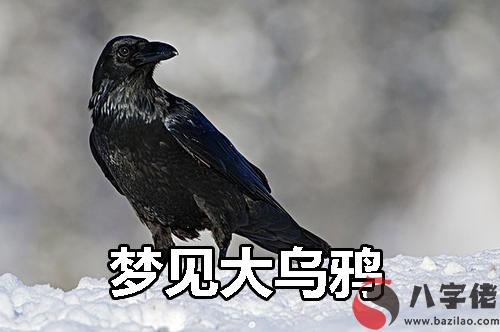 做夢夢到大烏鴉什麼意思 有什麼預兆