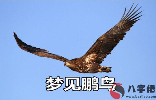 做夢夢見鵬鳥是好事還是壞事