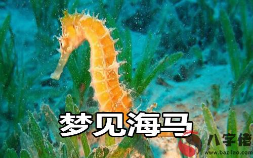 做夢海馬什麼意思 是好兆頭嗎