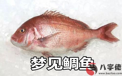 做夢夢見鯛魚怎麼回事 有什麼征兆