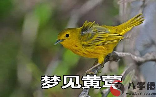 做夢夢到黃鶯怎麼回事 是好兆頭嗎