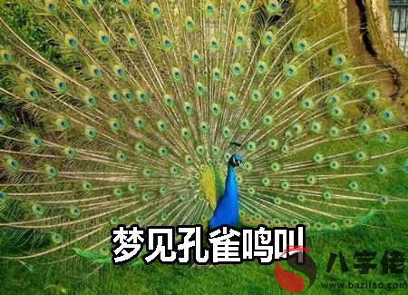 夢到孔雀鳴叫有什麼寓意 要注意什麼