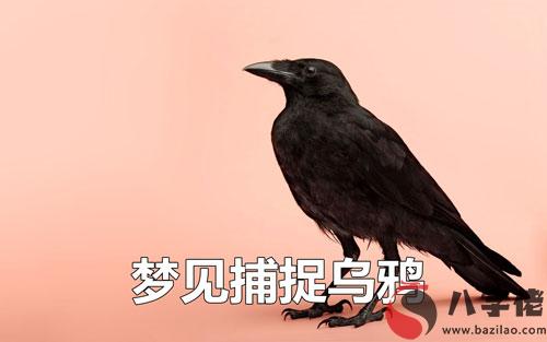 夢到捕捉烏鴉是什麼征兆 說明什麼