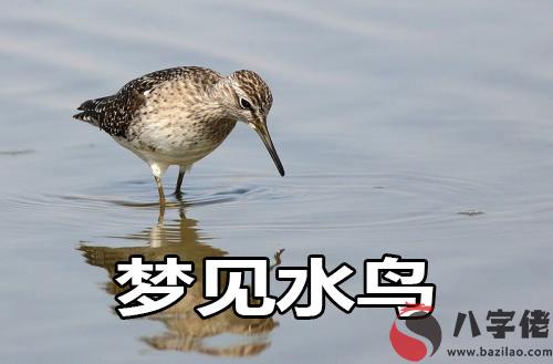 夢到水鳥什麼意思 是好兆頭嗎