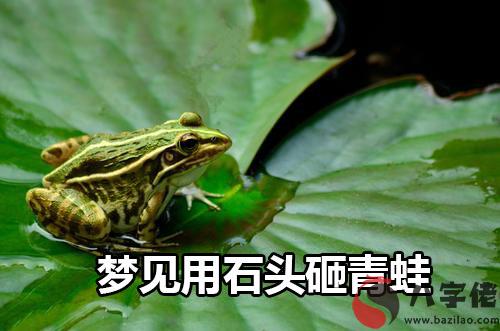 夢到用石頭砸青蛙什麼意思 有什麼預兆