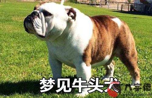 夢見牛頭犬怎麼回事 有什麼征兆