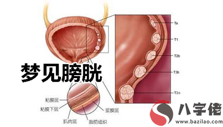 做夢夢見膀胱有什麼寓意 要注意什麼